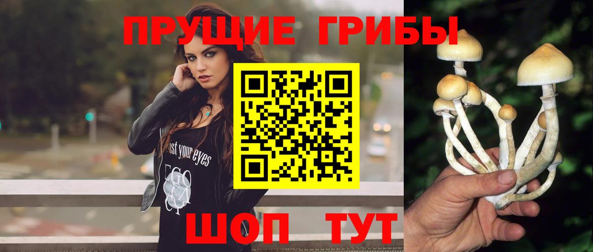 Псилоцибиновые грибы Psilocybe  Вход с VPN  Нурлат  Псилоцибиновые грибы мухоморы 